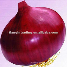 Big Onion